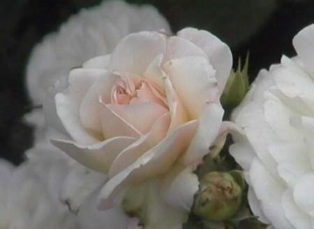 L'AMOUR TENDRE